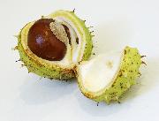 Horse Chestnut Complex Tablets