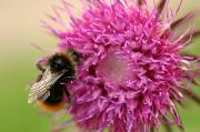 Milk Thistle (providing 200mg Silymarin) Tablets