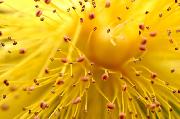 St. John's Wort One-a-Day Tablets