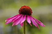 Echinacea and Sambucus Tincture