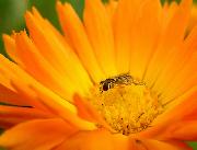 Calendula and Crampbark Tincture (previously known as IBS1 for Cramp and Diarrhoea)