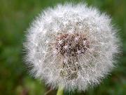 Dandelion and Milk Thistle Tincture (previously known as IBS 2 Mixture for Bloating and Constipation)