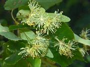 Linden Blossom (Tilia or Lime Flower) Organic Loose Tea