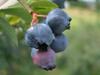 Can Blueberries Reverse Age Related Mental Decline